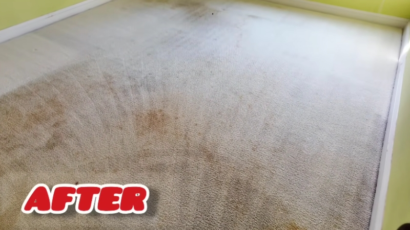Residential carpet restored after hot-water extraction cleaning